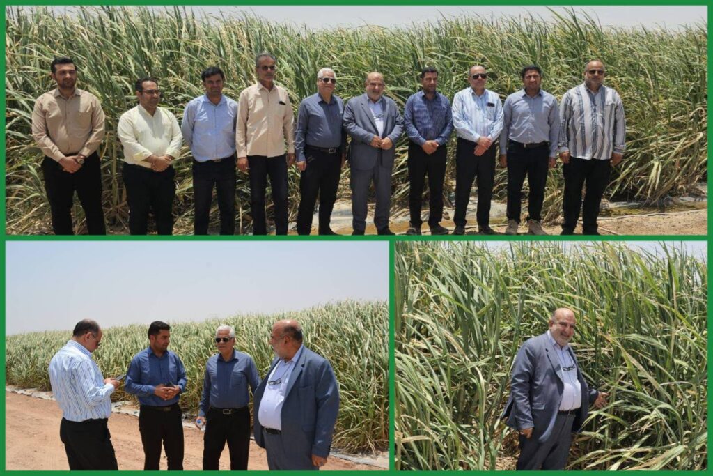 تولید؛ خط مقدم جهاد اقتصادی / تأکید مدیرعامل توسعه نیشکر بر افزایش بهره‌وری در مزارع نیشکر