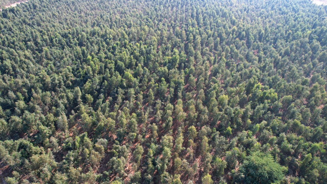 کشت اکالیپتوس در صنعت نیشکر؛ پیوند طبیعت، اقتصاد و اشتغال/ اینجا یک جنگل نفس می‌کشد